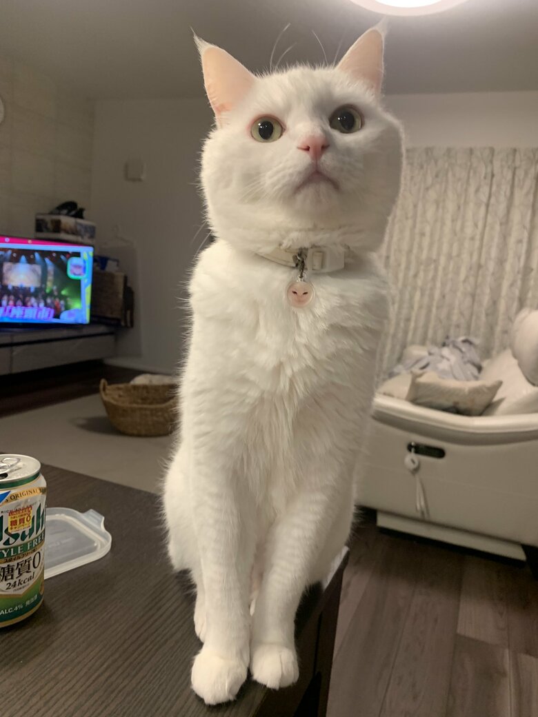 提供：@hakusama0906