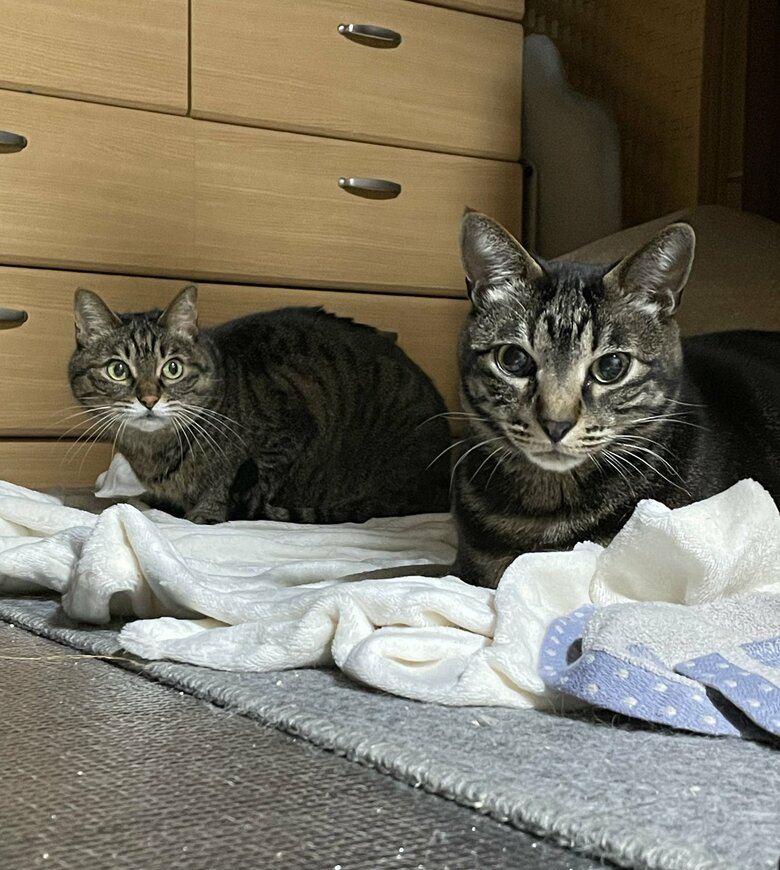 左奥にいるのが香箱座りをするチコちゃん（提供：えーさん）