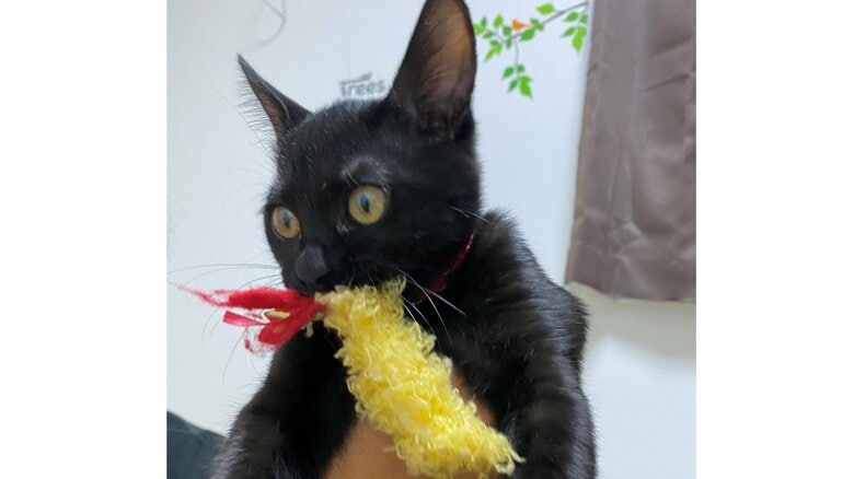 昔からおもちゃが大好きだという