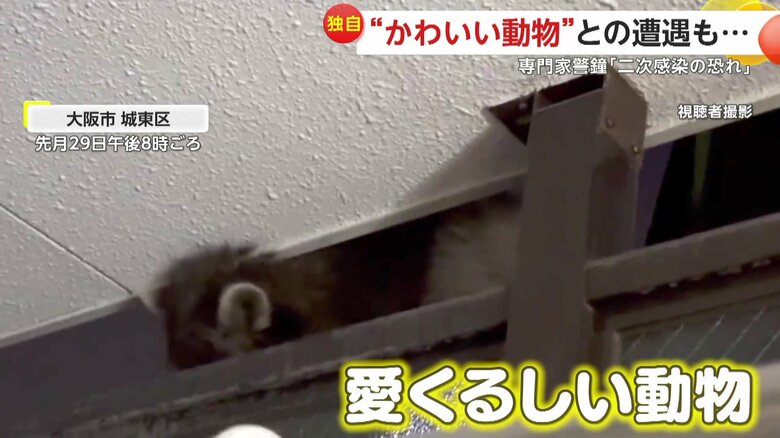 家の天井と仕切りの隙間から見えたアライグマの耳（4月29日午後8時ごろ、大阪市城東区）