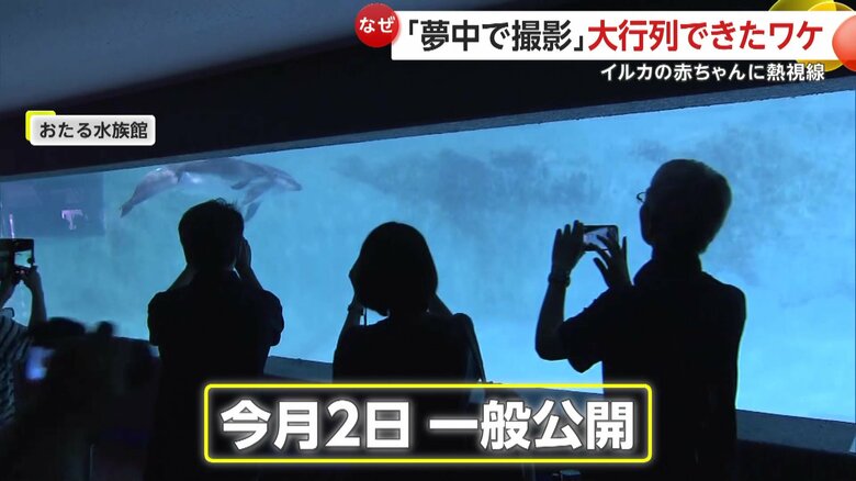 1日2回の赤ちゃんイルカの公開