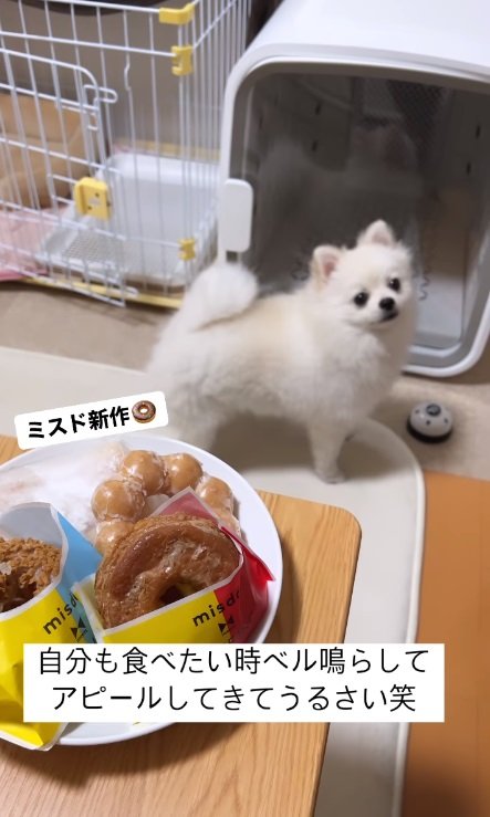 飼い主さんにアピールの視線