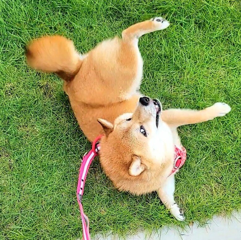 提供：kuroazu_beansさん