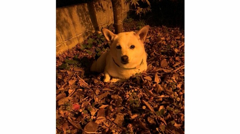 夜散歩から帰宅。…穴へ