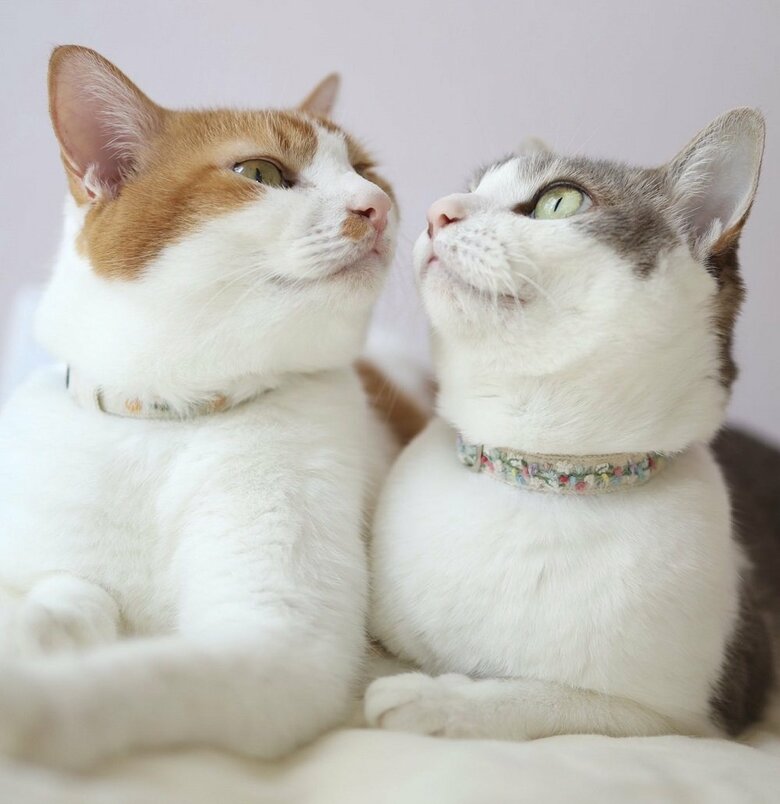 左：カヌレくん　右：アメリちゃん