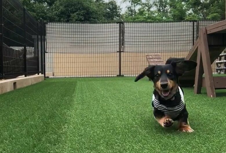 誰もいないドッグランでダッシュ