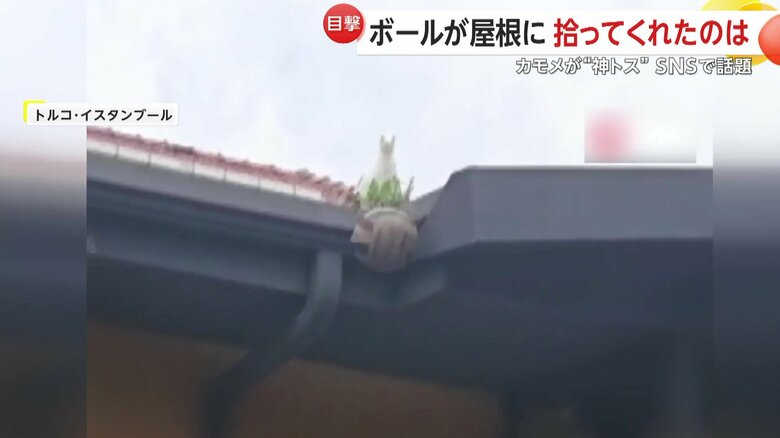 屋根の上から生徒たちへ見事な“トス”を送ったカモメ