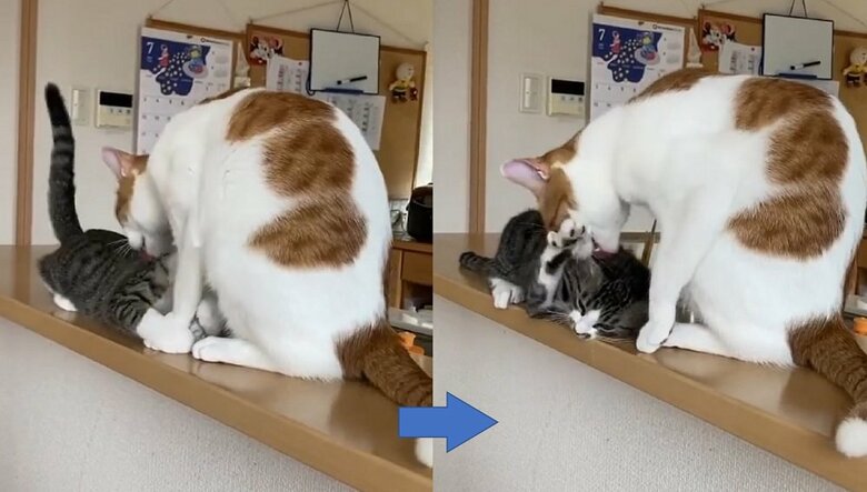 左：その後、大三くんをわさびくんがなめなめ　右：大三くんはうざがっている