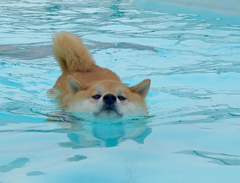 提供：柴リアンハスキーもちごめ兄弟さん