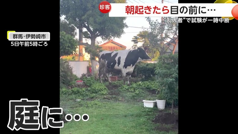 住宅の庭に紛れ込んだウシ（5日午前5時頃、群馬・伊勢崎市）