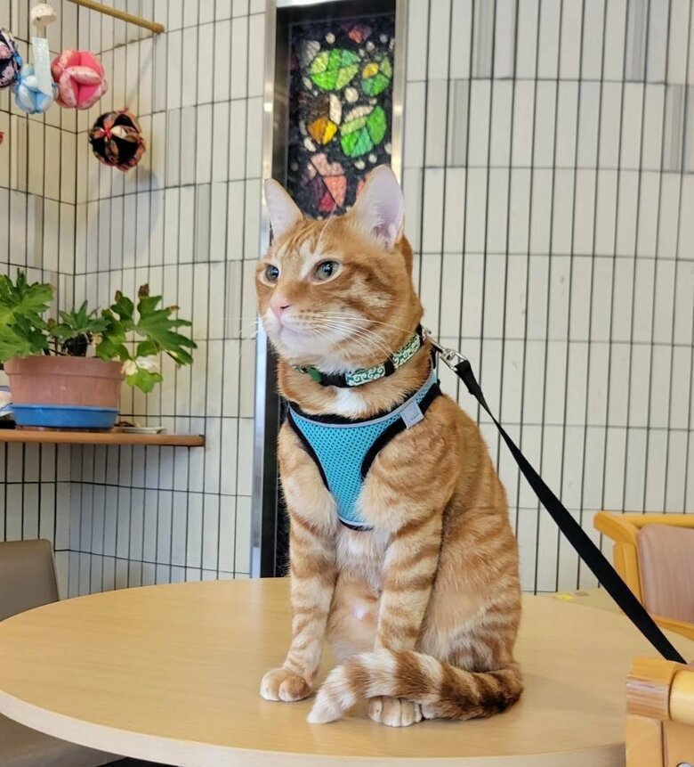 施設の看板猫　むー隊長