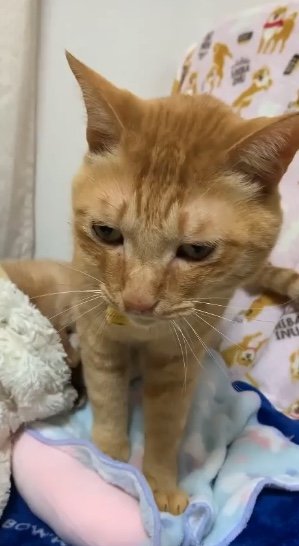 エンくんがシニアになってからのちまきくん（提供：エンとちぃさん）
