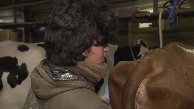 酪農家の仕事に喜びとやりがいを感じている