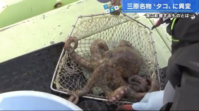 三原の海域で漁獲されたマダコ