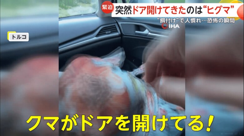 観光客が乗った車のドアをヒグマが開けようとする瞬間（6）