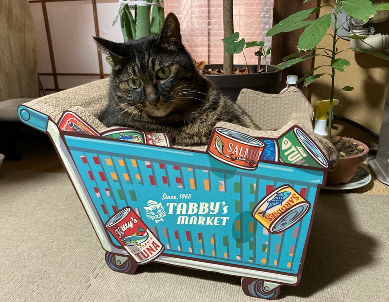 ヒジキくん（提供：サユヤスさん）