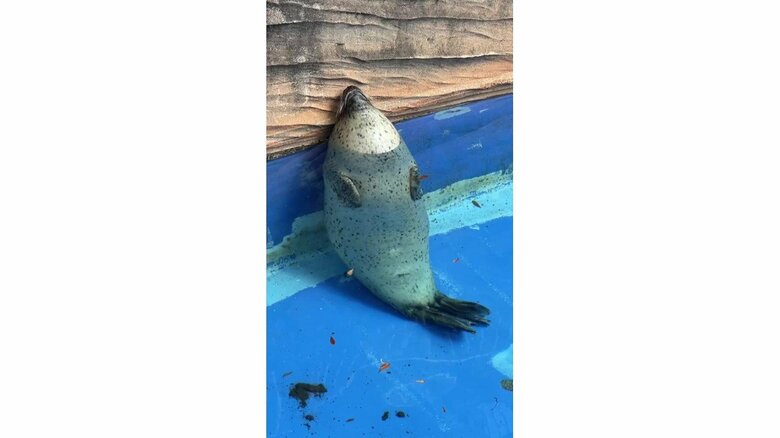 壁を背に眠るゴマすけくん（提供：名古屋市東山動植物園）