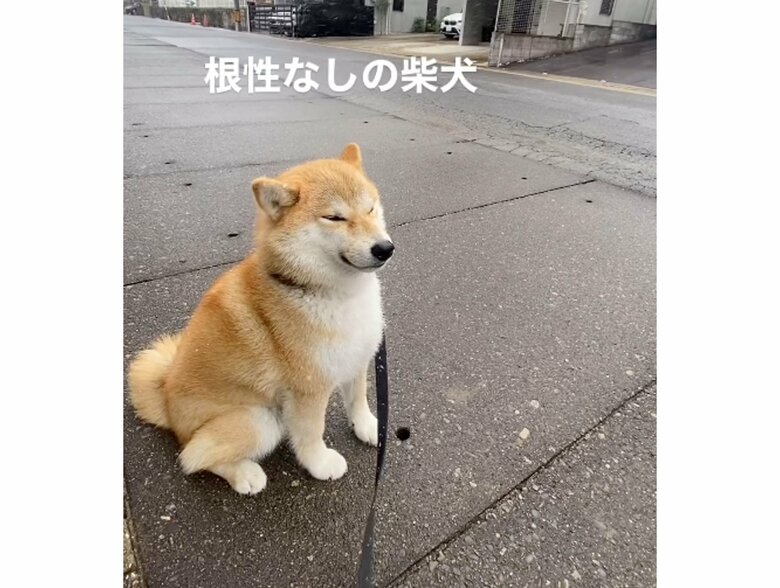 雪が降る中、座り込むこむぎちゃん（提供：柴犬こむぎさん）