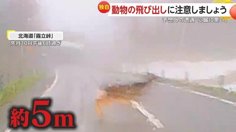 道路に飛び出してきたシカ（視聴者提供）