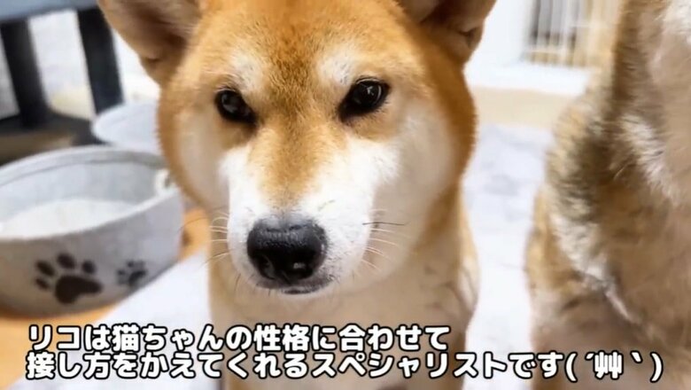 猫たちの“ママ”的な存在だという「リコ」ちゃん