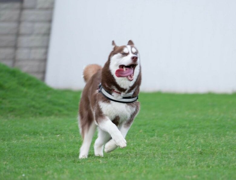 ドッグランを楽しむ大吉くん