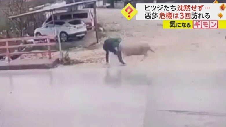 道路を横断中の男性に突然ヒツジが体当たりする瞬間⑤