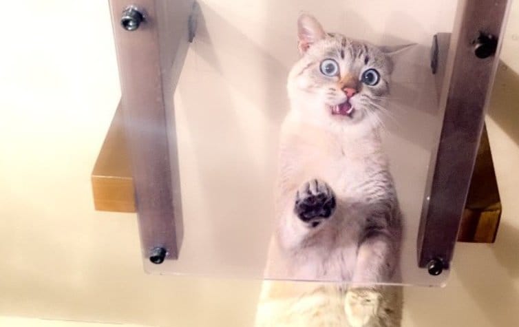 こちらは「キャットウォーク」初体験の時のくう君。やっぱり驚き顔？