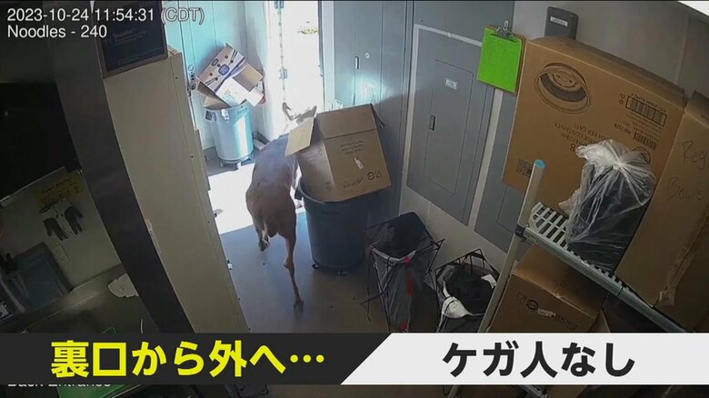 シカが乱入したことによるケガ人はいなかった