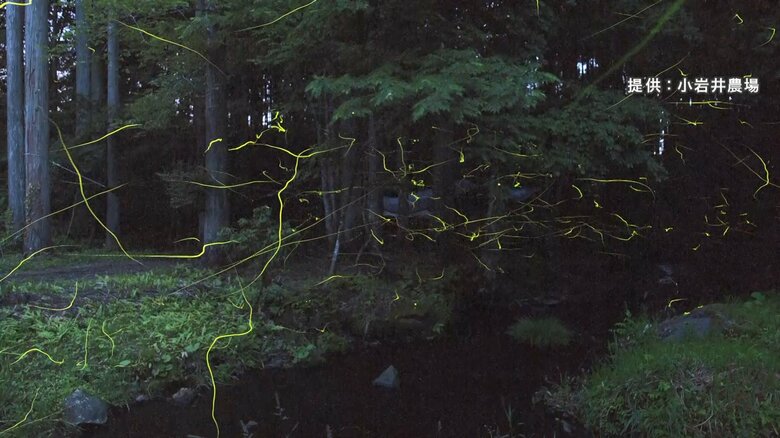 夜に舞うゲンジボタル（提供：小岩井農場）