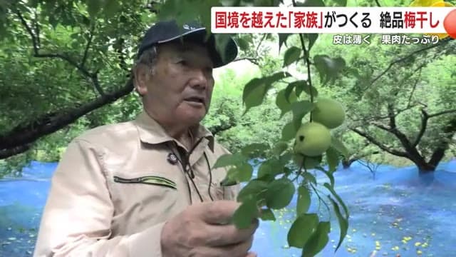 南高梅の立派な実を見せる堀之内社長（85）
