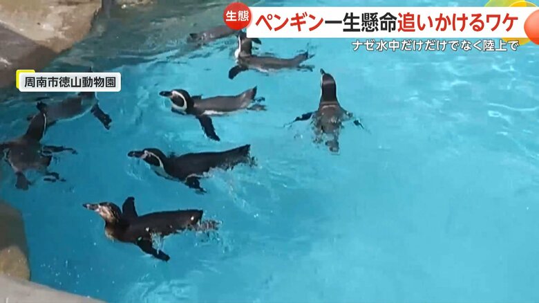 頭上のチョウを水から陸に上がり追いかけるペンギンの様子（5）