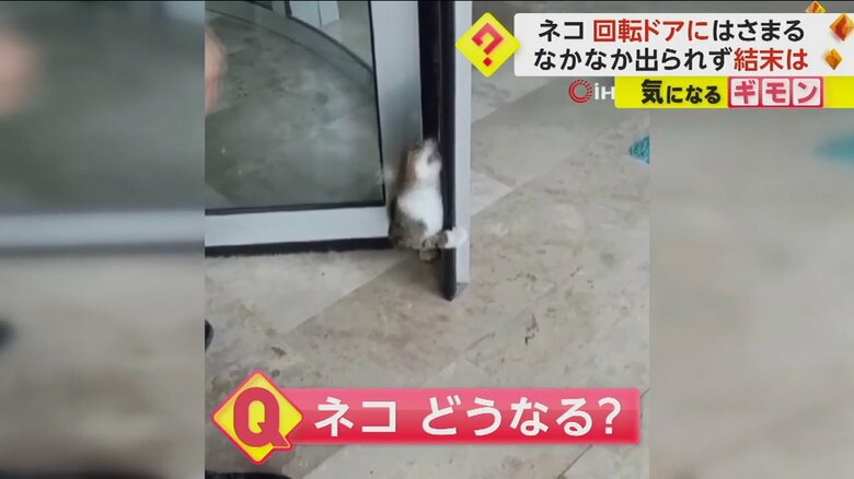 回転ドアのすき間から必死に出ようとしているネコ