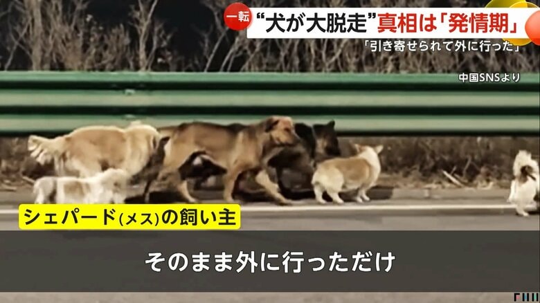 「最後まで飼う」と話しているというシェパードの飼い主