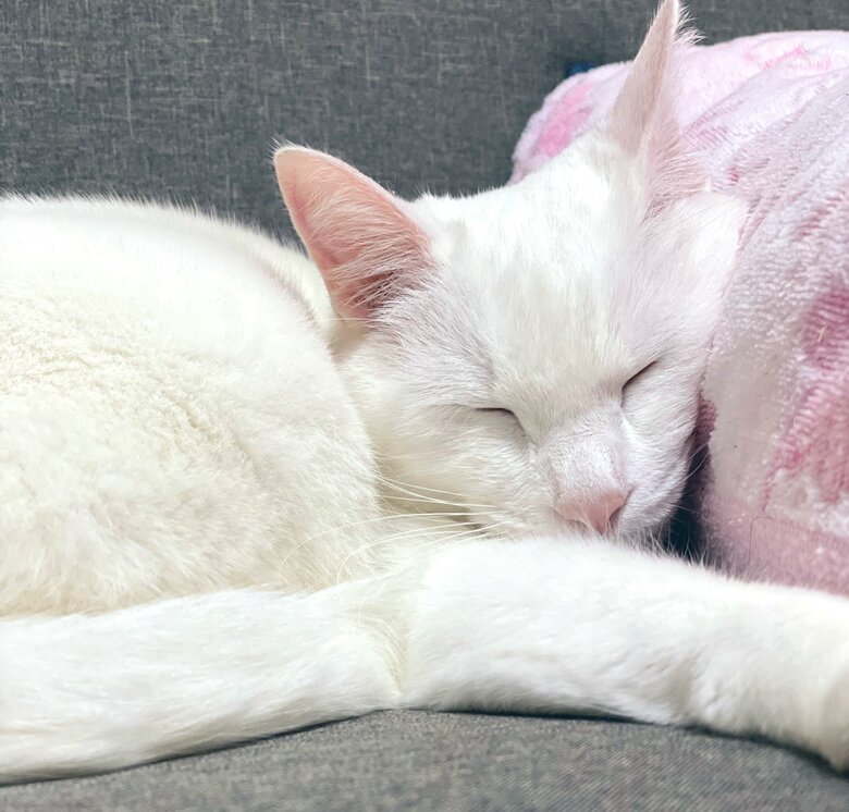 提供：絵子猫さん