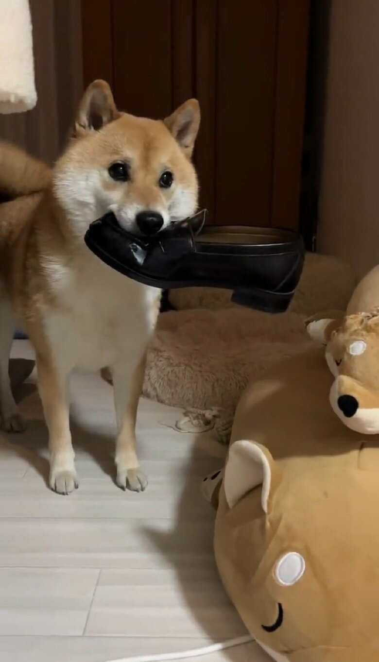 チラッと飼い主さんの後ろを確認している？