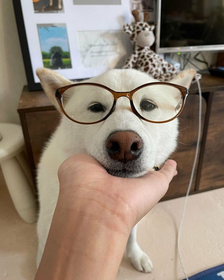 メガネが似合う