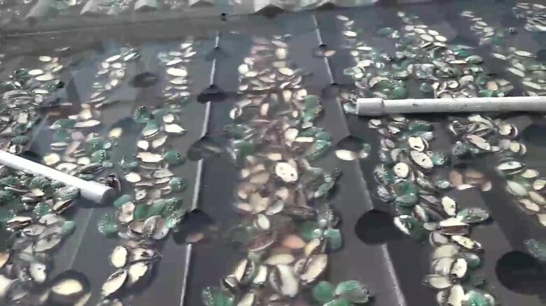 250万個のアワビが死に、約5億円の被害