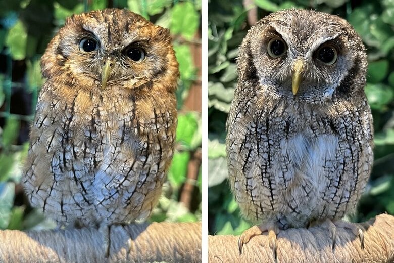 左：クルミちゃん　右：ナツくん