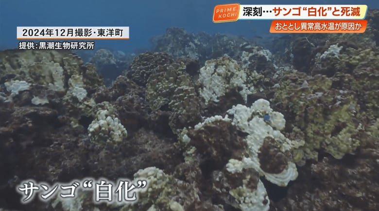 「白化」したサンゴ