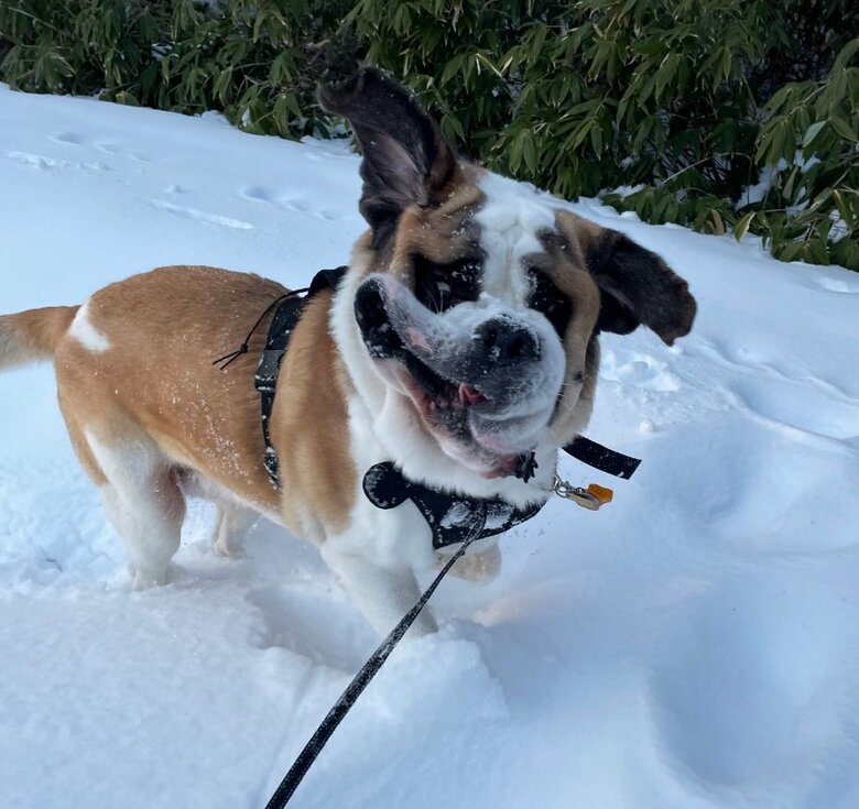 興奮してブルブル