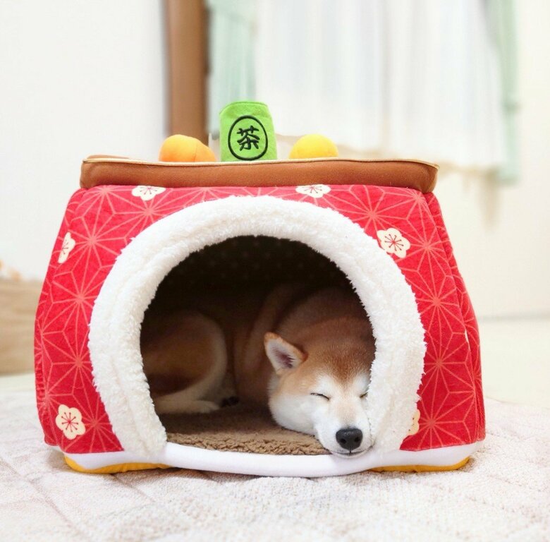 提供：柴犬チャーミーさん