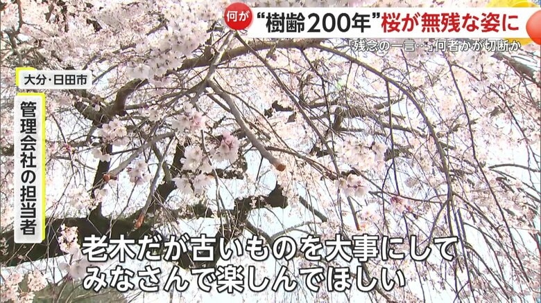 何者かによって枝が切断されているのが見つかった名木のしだれ桜