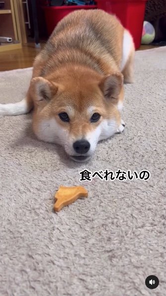 提供：柴犬ゆきちゃん