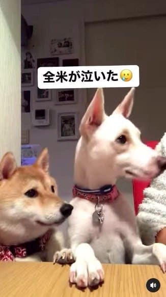 提供：柴犬ハル&雑種すずさん