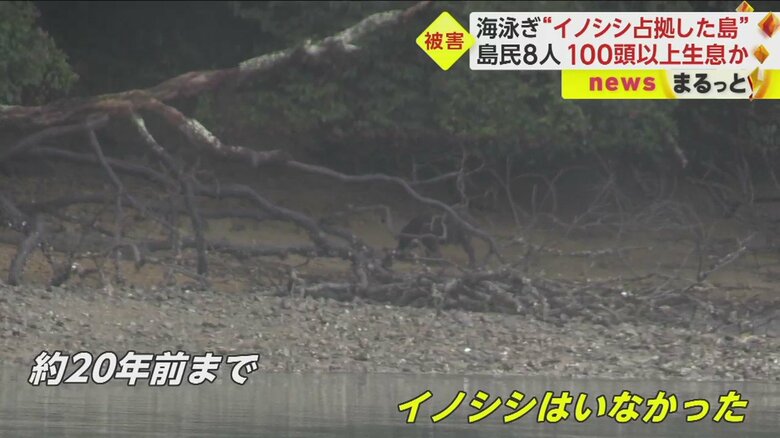 海岸の木の枝の向こうにイノシシが。20年ほど前まではいなかったというイノシシが、今や島の至るところに出没