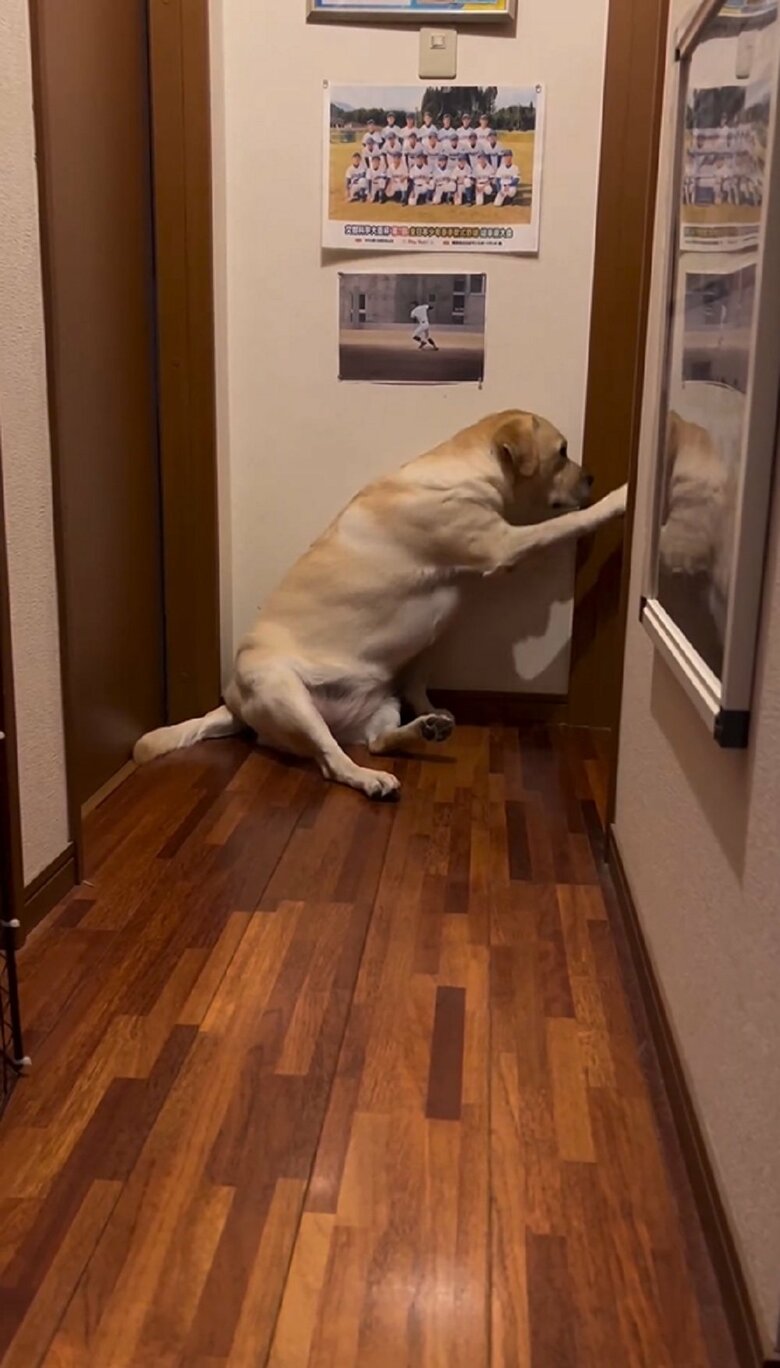 前足を伸ばして扉をカリっとノックする