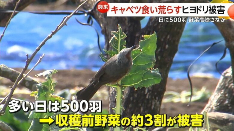 収穫前の野菜の3割ほどが被害にあったという農家