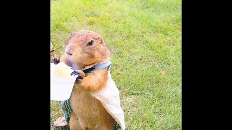 初めてグレープフルーツを食べるブイちゃん