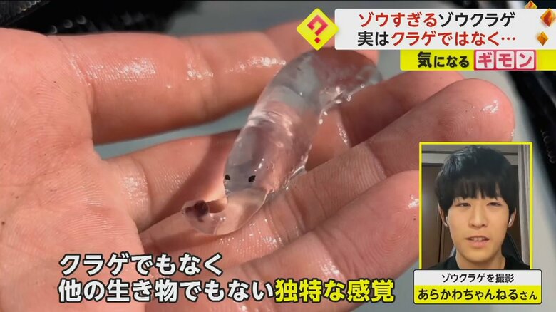 「独特な感覚」と話すゾウクラゲを撮影した「あらかわちゃんねる」さん