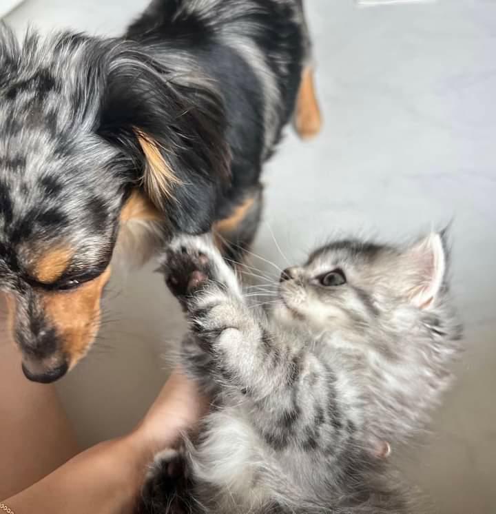 提供：チワックスの諭吉くん。さん